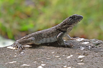 curly-tailed-lizzard-81569.jpg