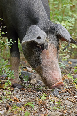 pig-82044.jpg