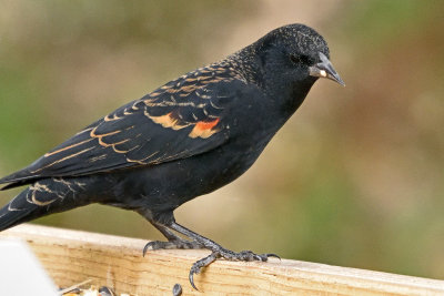 red-wing-blackbird-81534.jpg