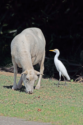 goat-and-egret-on-road-82071.jpg