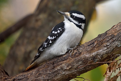 hairy-woodpecker-81551.jpg