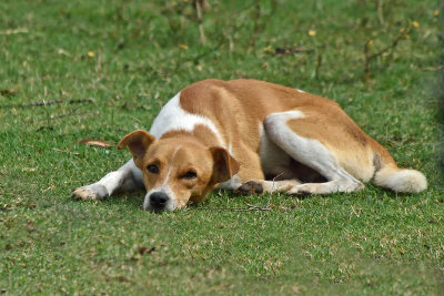 dog-on-farm-81624.jpg