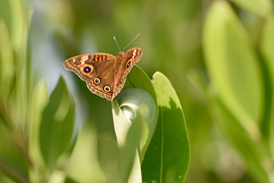 butterfly-81912.jpg