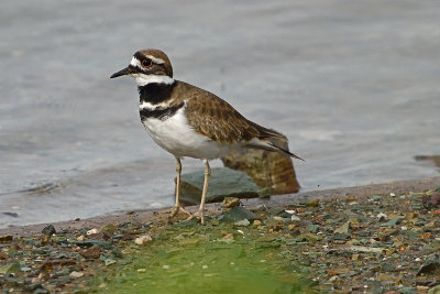 killdeer-81581.jpg