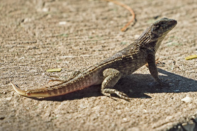 curly-tailed-lizzard-81809.jpg