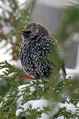 starling-82119.jpg