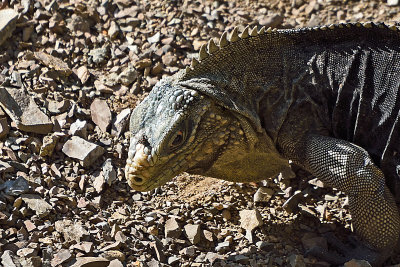 iguana-81917.jpg