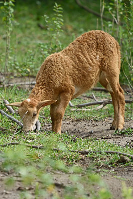 goat-81627.jpg