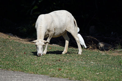 goat-on-road-82070.jpg