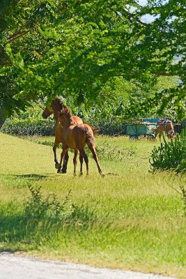 horses-on-road-82081.jpg