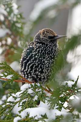 starling-82113.jpg