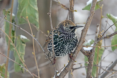 starling-82123.jpg