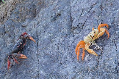 crabs-on-cliff-61583.jpg