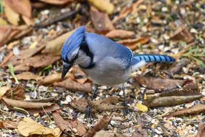 blue-jay-81540.jpg