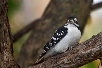 hairy-woodpecker-81550.jpg