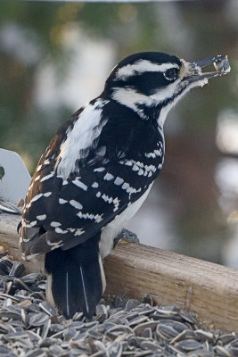 hairy-woodpecker-82165.jpg