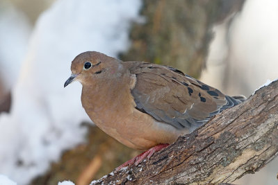 dove-82170.jpg