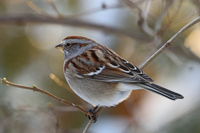 sparrow-82168.jpg