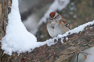 tree sparrow 82210.jpg