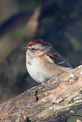 tree-sparrow-82225.jpg