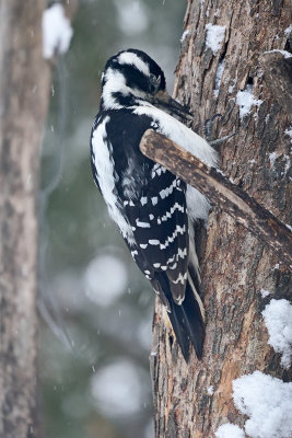 hairy-woodpecker-82208.jpg