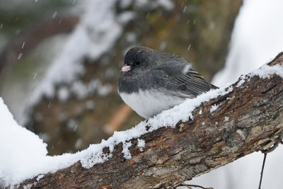 Junco