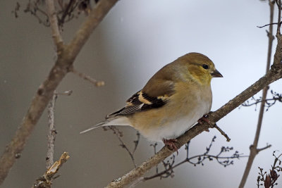 goldfinch-82230.jpg