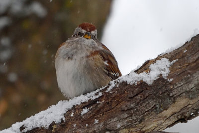 tree-sparrow-82214.jpg
