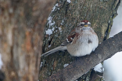 tree-sparrow-82206.jpg