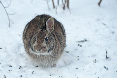 cottontail-rabbit-82260.jpg