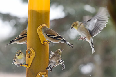 goldfinch-at-feeder-82250.jpg