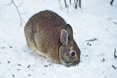 cottontail-rabbit-82255.jpg