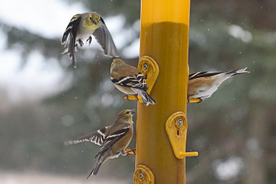 goldfinch-at-feeder-82242.jpg