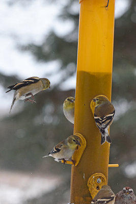 goldfinch-at-feeder-82241.jpg