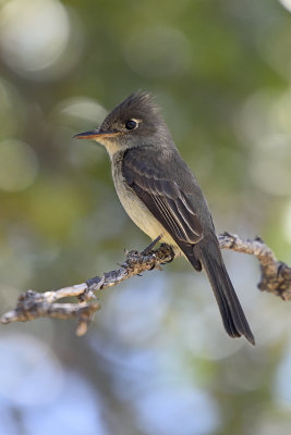 Cuban-Pewee-(flycatcher)-83016.jpg