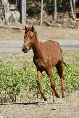 Horse-on-the-road-83653.jpg