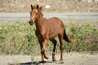 Horse-on-the-road-83654.jpg