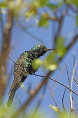 Cuban-Emerald-Hummingbird-82976.jpg