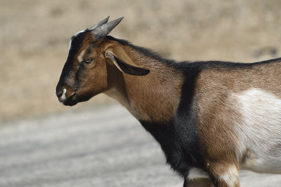 Goat-on-roadside-83662.jpg