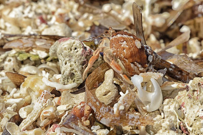 hermit-crab82922.jpg