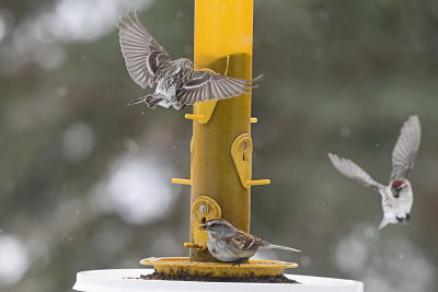 redpolls-and-sparrow-at-feeder-82572.jpg