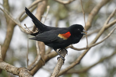 Redwing-Blackbird-showing-off-83766.jpg