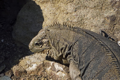 Iguana-82772.jpg