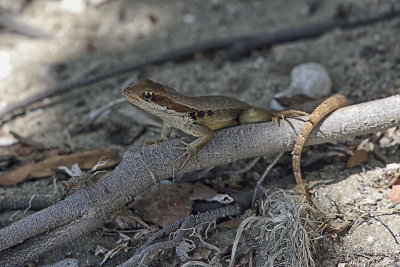 Curly-tailed-lizzard-83467.jpg