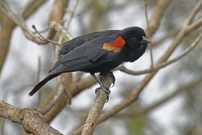 Redwing-Blackbird-showing-off-83765.jpg