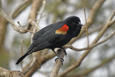 Redwing-Blackbird-showing-off-83764.jpg
