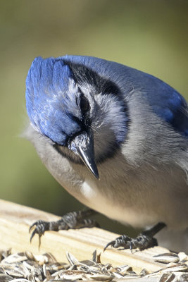 Blue-Jay-83737.jpg