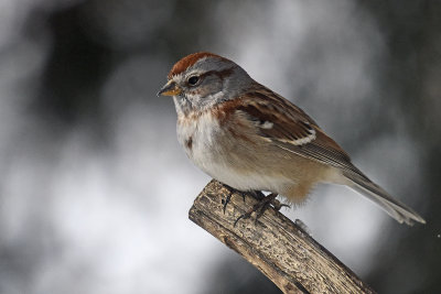 Sparrow-82381.jpg