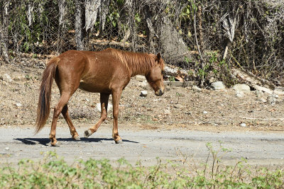 Horse-on-the-road-83655.jpg