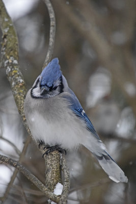 BlueJay-82341.jpg